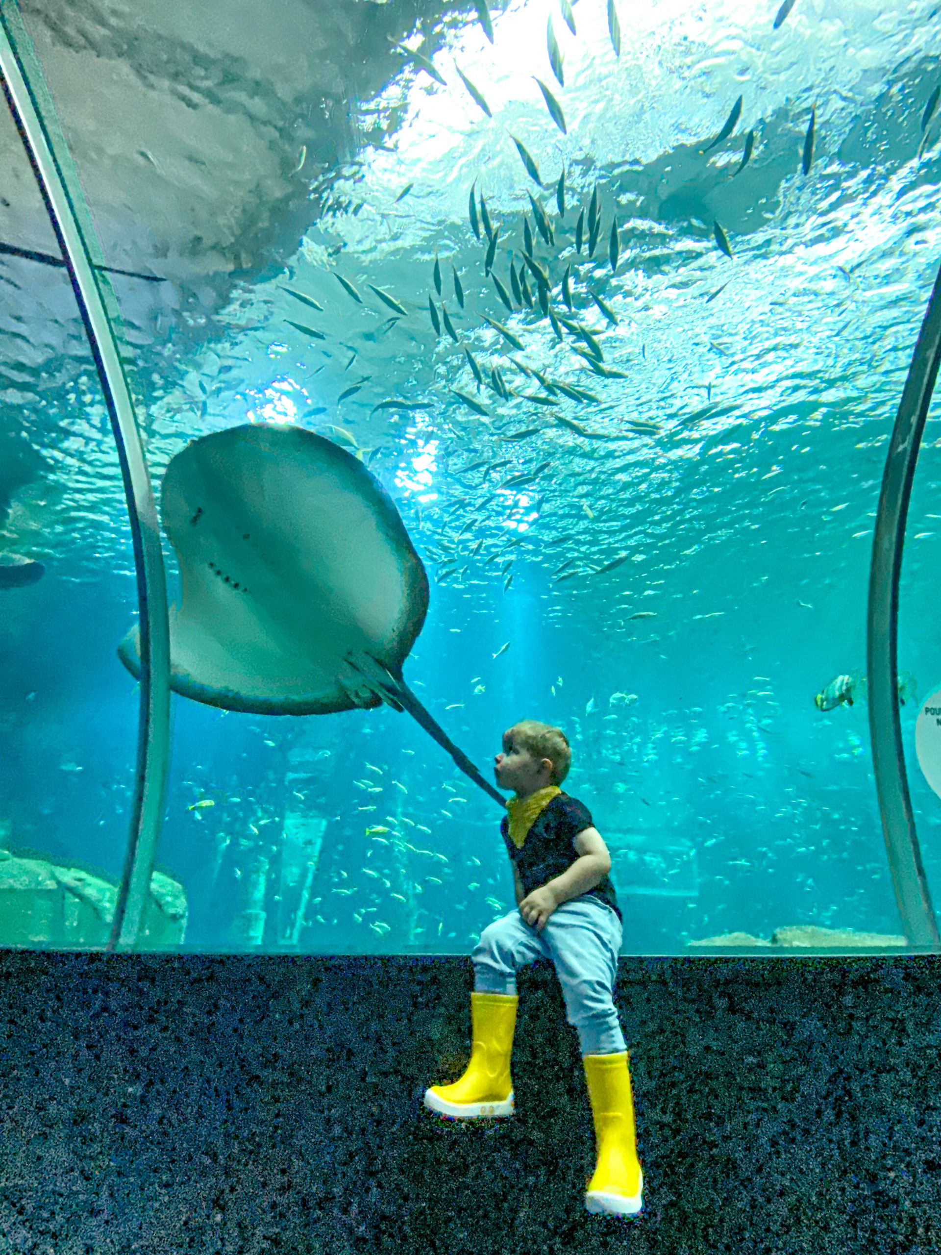 Nausicaa Le Plus Grand Aquarium D Europe Nausicaá : le plus grand aquarium d'Europe